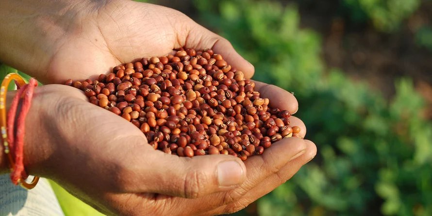 Seed Distribution